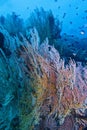 Healthy Coral Reef life off Balicasag Island, Panglao, Bohol, Philippines Royalty Free Stock Photo