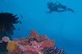 Healthy Coral Reef life off Balicasag Island, Panglao, Bohol, Philippines Royalty Free Stock Photo