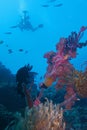 Healthy Coral Reef life off Balicasag Island, Panglao, Bohol, Philippines Royalty Free Stock Photo
