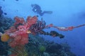 Healthy Coral Reef life off Balicasag Island, Panglao, Bohol, Philippines Royalty Free Stock Photo