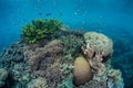 Healthy Coral Reef 1