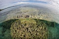 Healthy Corals Grow in Shallows Near Ambon, Indonesia