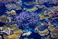 Healthy Corals in the Maldives, Laccadivian Sea