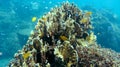 Healthy Corals Reef at Sekotong Lombok Island
