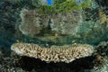 Healthy Table Coral in Shallows of Raja Ampat