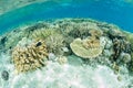 Healthy Hard Corals in Shallows of Raja Ampat