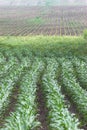 Healthy corn crop Royalty Free Stock Photo