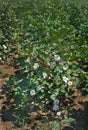 Healthy Cotton Plant Loaded with Bolls Royalty Free Stock Photo