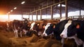 Healthy Cows Feeding on Hay in a Clean and Spacious Cowshed on a Dairy Farm. Generative AI