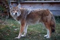 Healthy Coyote in Back Yard - Canis latrans