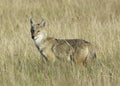 Coyote hunting on the Pawnee Grasslands