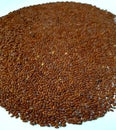 Healthy Cress seeds Royalty Free Stock Photo