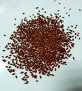 Healthy Cress seeds Royalty Free Stock Photo