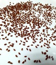 Healthy cress seeds are scattered against a white background Royalty Free Stock Photo