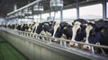 Healthy dairy cows feeding on fodder standing in row of stables in cattle farm barn with worker adding food for animals Royalty Free Stock Photo