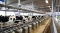 Healthy dairy cows feeding on fodder standing in row of stables in cattle farm barn with worker adding food for animals Royalty Free Stock Photo