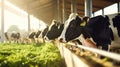 Healthy dairy cows feeding on fodder standing in row of stables in cattle farm barn with worker adding food for animals Royalty Free Stock Photo