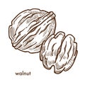 Healthy delicious walnut in hard shell and peeled