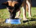 A healthy diet builds a stronger dog. an adorable German Shepherd standing and eating its food from its bowl outside. Royalty Free Stock Photo