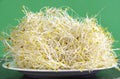 Healthy diet health food Alfalfa and Broccoli sprouts