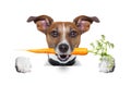 Healthy dog with a carrot Royalty Free Stock Photo