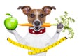 Healthy dog Royalty Free Stock Photo