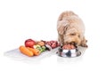 Healthy dog feeding on barf raw meat diet on white background