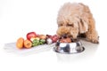 Healthy dog feeding on barf raw meat diet on white background
