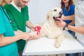 Healthy dog under medical exam
