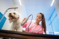 Healthy Dog In Pet Shop With Woman Trimming Hair Royalty Free Stock Photo