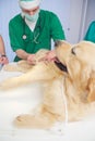 Healthy dog under medical exam