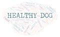Healthy Dog word cloud. Royalty Free Stock Photo