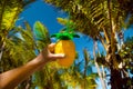 Healthy drink on a Caribbean beach. Pineapple and coconut handheld on beach among palm trees.