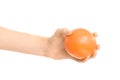 Healthy eating and diet topic: human hand holding a red grapefruit isolated on a white background in the studio Royalty Free Stock Photo