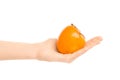 Healthy eating and diet Topic: Human hand holding a ripe persimmon isolated on a white background in the studio Royalty Free Stock Photo