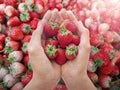 Healthy eating, dieting, vegetarian food and people concept - close up of woman hands holding strawberries at Fresh market Royalty Free Stock Photo