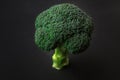 Fresh green broccoli tree on dark background Royalty Free Stock Photo