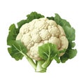 Healthy eating Fresh organic cauliflower