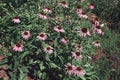 Healthy echinacea flowers in apothecary garden. Blooming coneflowers medicinal plant. Royalty Free Stock Photo