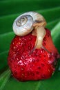 Healthy ecological natural food concept. small snail on ripe strawberries