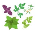 Healthy, environmentally friendly natural vegetation. Basil, parsley, savory, mint, cilantro. Royalty Free Stock Photo