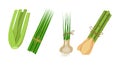 Healthy, environmentally friendly natural vegetation. Celery, lemongrass, chives, garlic.