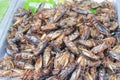 Healthy exotic food fried insects in local street market in Thailand , cricke or acheta domestica