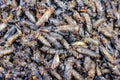Healthy exotic food fried insects in local street market in Thailand , Mole crickets or gryllotalpidae