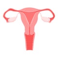 Healthy female reproductive system isolated