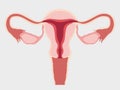 A healthy female reproductive system with the Uterus