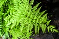 Healthy fern branch with leaves and patterns