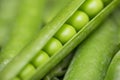 Beautiful close up of green fresh peas and pea pods. Healthy food Royalty Free Stock Photo