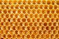 Bee honey in honeycomb closeup Royalty Free Stock Photo