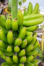 Healthy food bunch of banana tropical fruit riping on banana tre Royalty Free Stock Photo